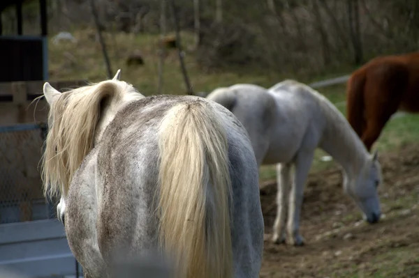 Paarden in een veld — Stockfoto