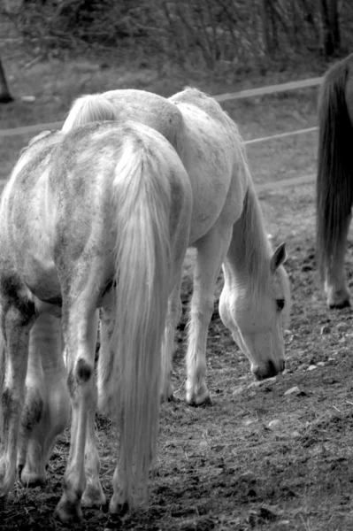 Paarden in een veld — Stockfoto