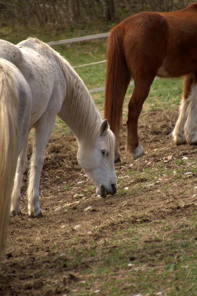 Коні в полі — стокове фото