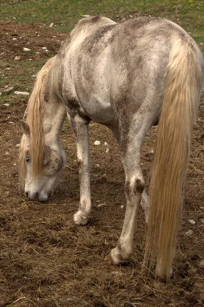 Кінь Дикий — стокове фото