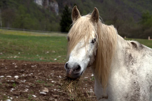 Bílý kůň portrét — Stock fotografie