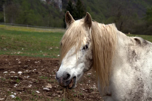 Bílý kůň portrét — Stock fotografie