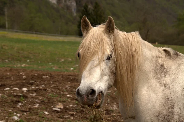 White horse portrait — Stock Photo, Image