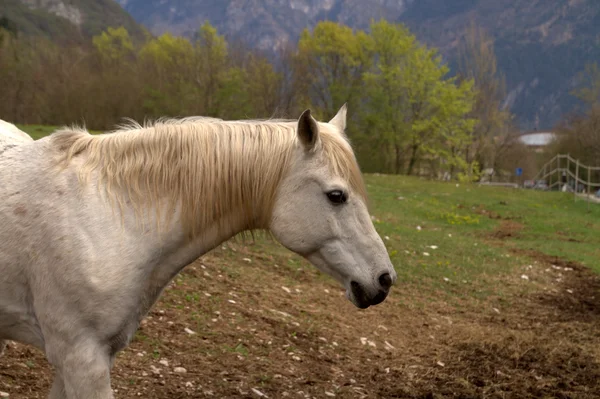Білий кінь портрет — стокове фото