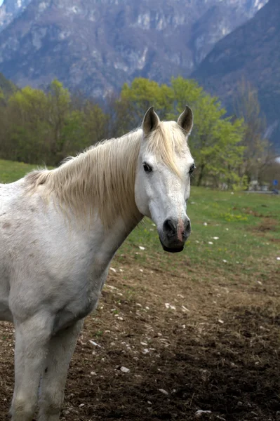 Bílý kůň portrét — Stock fotografie