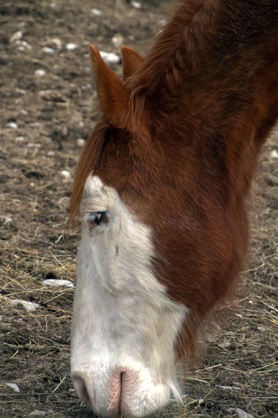 放牧の馬の肖像画 — ストック写真