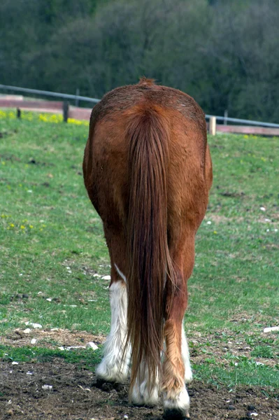 夏の山の牧草地に戻って馬 — ストック写真