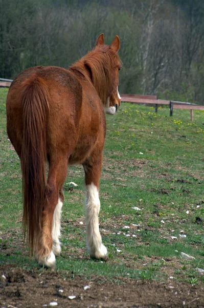 Kuda di padang rumput gunung musim panas — Stok Foto