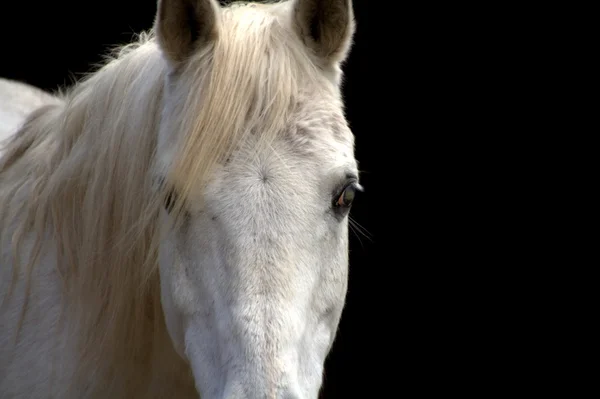 Portrait de cheval blanc — Photo