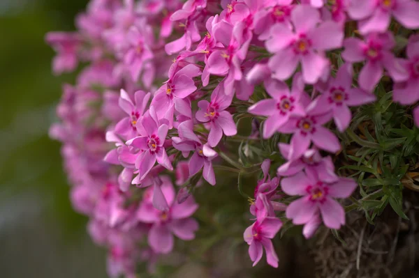 Honestidad flores rosadas —  Fotos de Stock