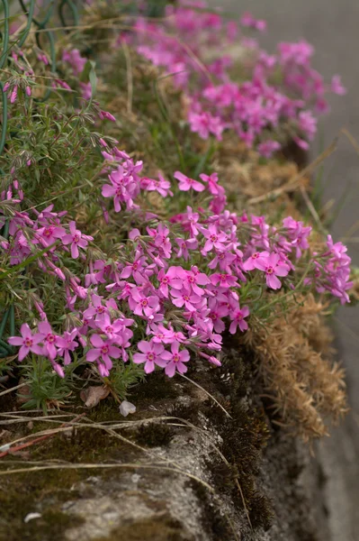 Honesty pink flowers — Stock Photo, Image