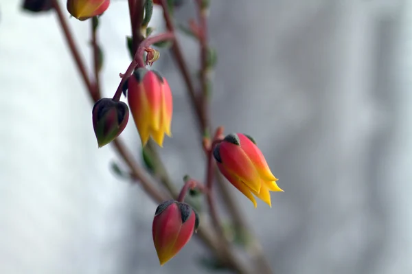 Flores de Echeveria —  Fotos de Stock