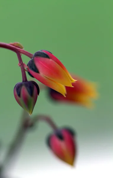 Echeveria 花 — 图库照片
