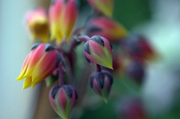Flores de Echeveria — Foto de Stock