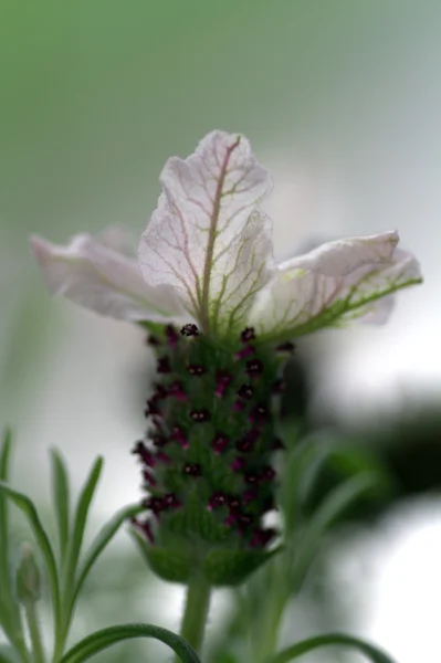 Pétala rosa macro flor — Fotografia de Stock