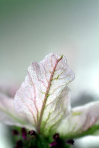 Pétalo de flor rosa macro —  Fotos de Stock