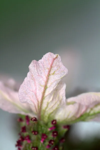 Pétalo de flor rosa macro —  Fotos de Stock