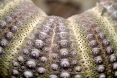 Sea urchin clipart