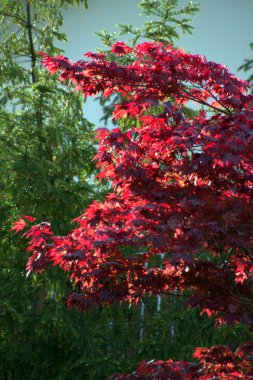 Japanese maple tree, Acer palmatum clipart