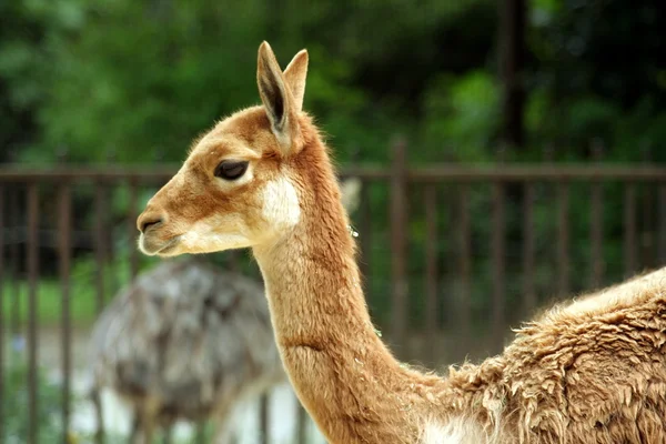 Lama (Lama glama) — Stockfoto