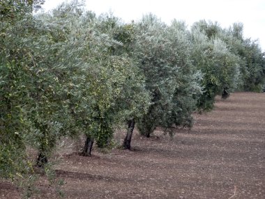 alan zeytin ağaçları