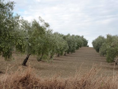 alan zeytin ağaçları