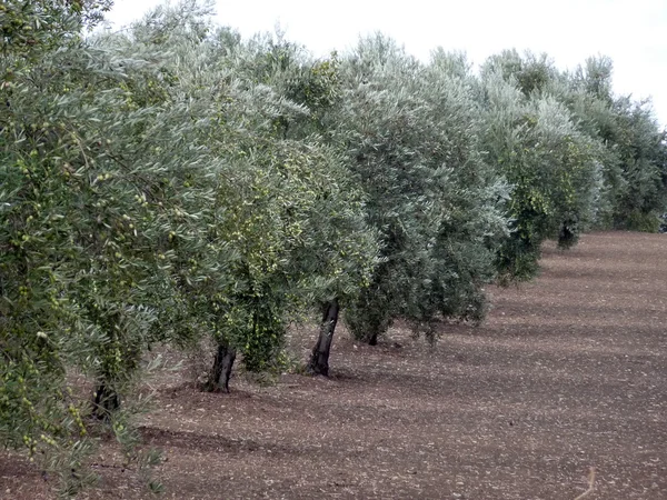 Pole drzew oliwnych — Zdjęcie stockowe