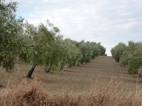 Fältet av olivträd — Stockfoto