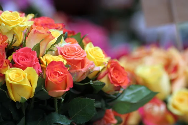 stock image Multicolored Roses