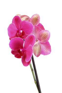 güzel kırmızı orkide