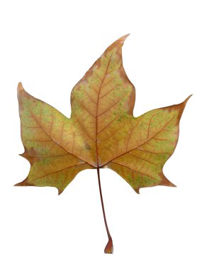 Hoja de otoño