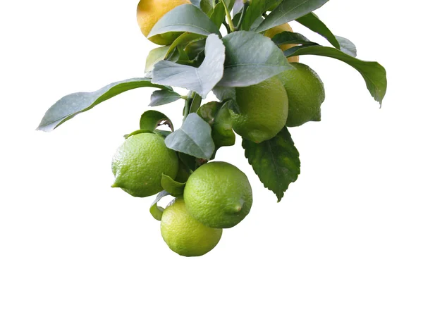 Limonas — Fotografia de Stock