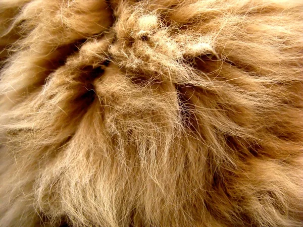 Persian cat hair