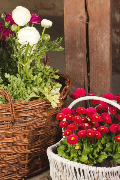 Baskets with different flowers — Stock fotografie