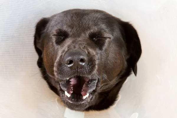 Витіювальний собака з воронкою — стокове фото
