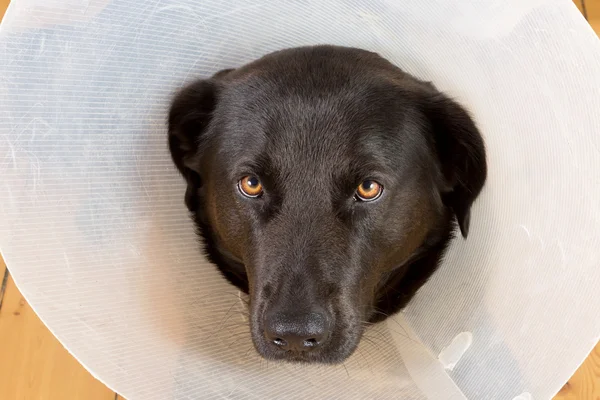 Trauriger Hund mit Trichter — Stockfoto