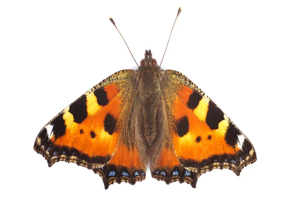Motýl Babočka — Stock fotografie
