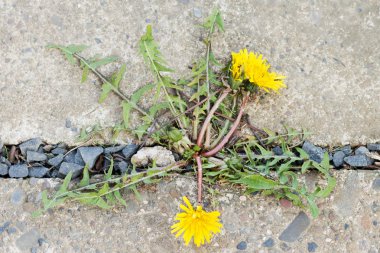 Dandelion grows through stone clipart