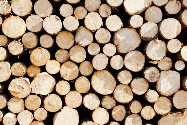 Montón de troncos de árbol —  Fotos de Stock