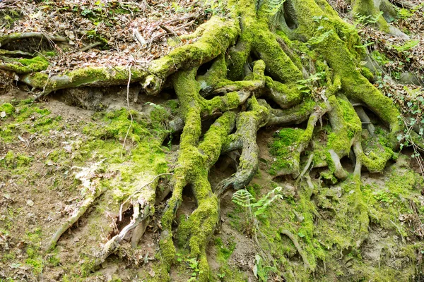 Tree root with moss