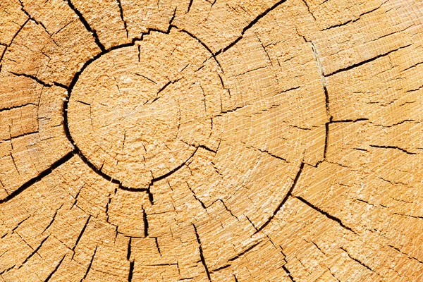 Corte tronco de árbol —  Fotos de Stock
