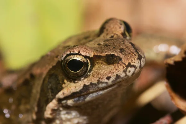 Stock image European toad closeup