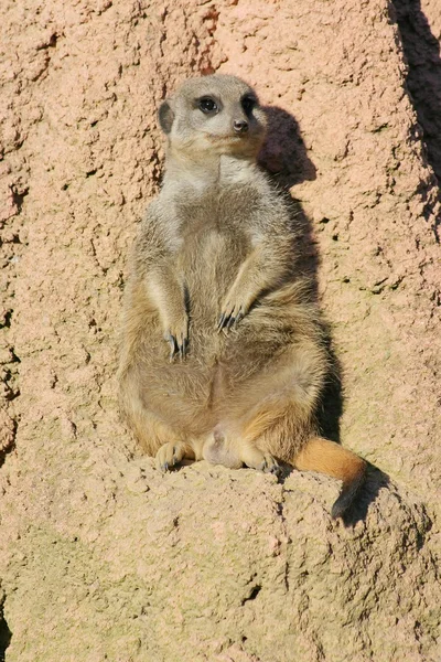 Meerkat na skale — Zdjęcie stockowe