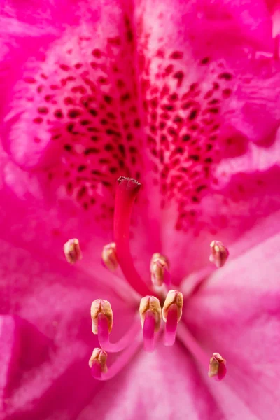Rhododendron primer plano — Foto de Stock