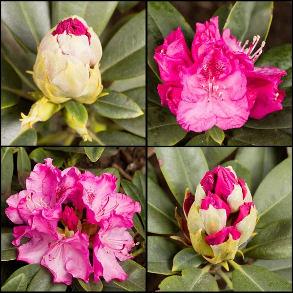Different rhododendrons — Stock Photo, Image