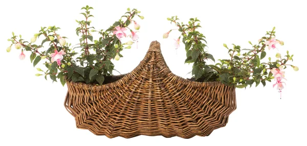 Fuchsia in a basket — Stock Photo, Image