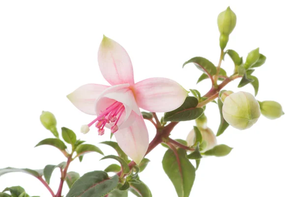 Blossom of a fuchsia — Stock Photo, Image