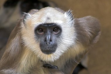 langur portre