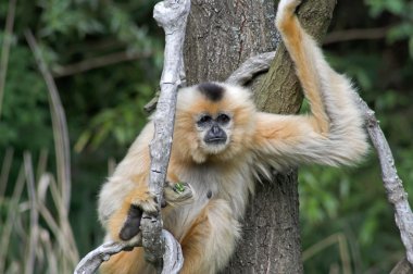 Gibbon