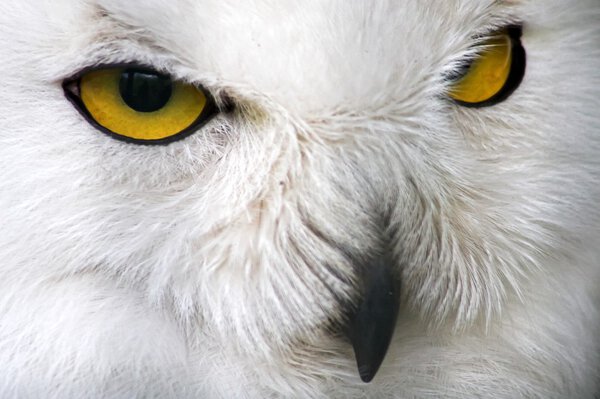 Closeup snow owl